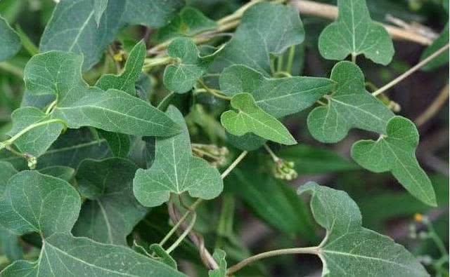 荒山石缝中一野草，路过不留意，现知是百元“乌发草”，亏大了