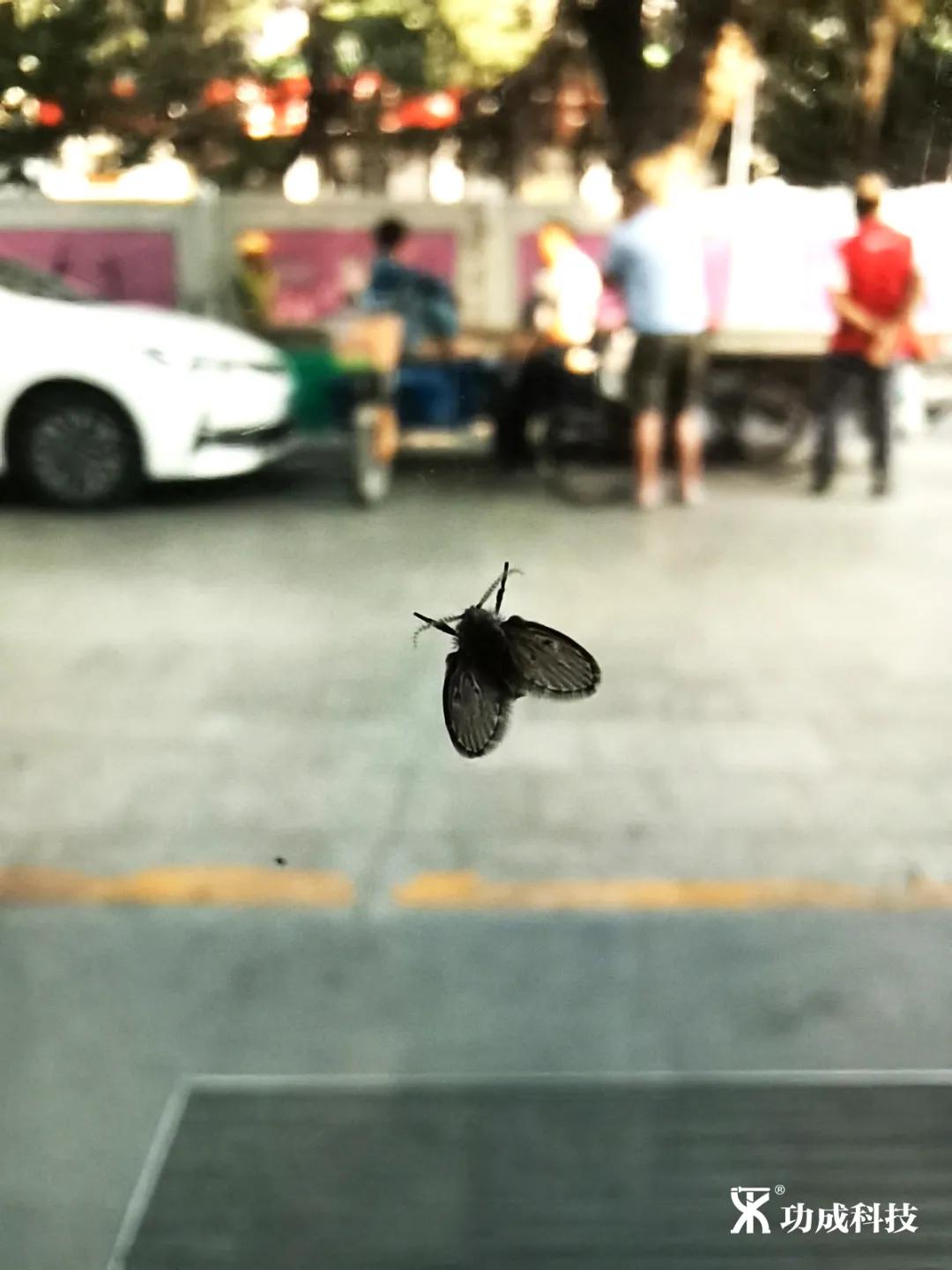 卫生间小虫子蛾蠓怎么来的,卫生间有小虫蛾蚋怎么治