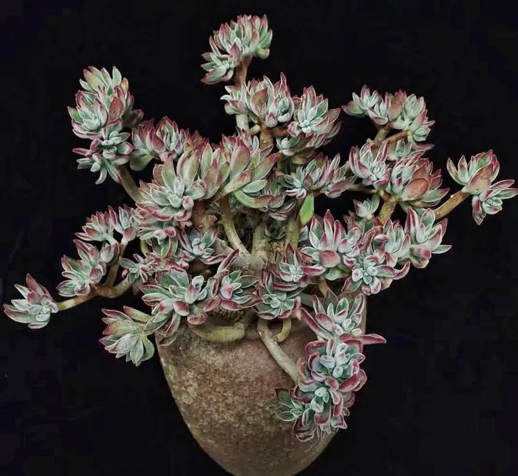 一盆仙人掌和一盆月季的故事,一个多肉的故事