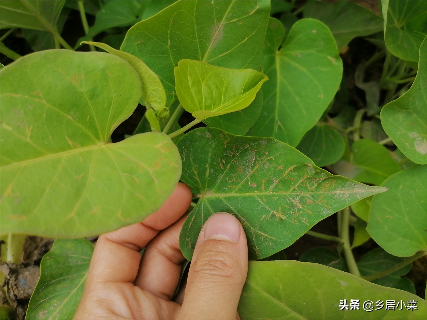 红薯苗叶子被虫子吃了怎么办,红薯叶被虫子咬了很多洞怎么办