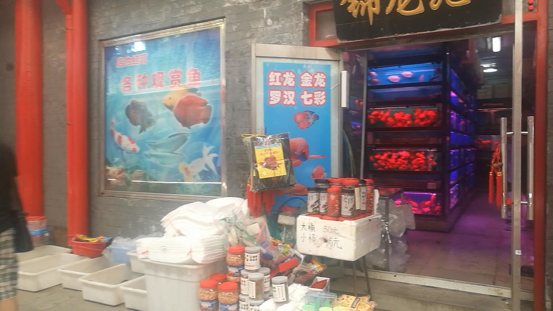 2020年北京观赏鱼批发市场夜市,观赏鱼夜市北京