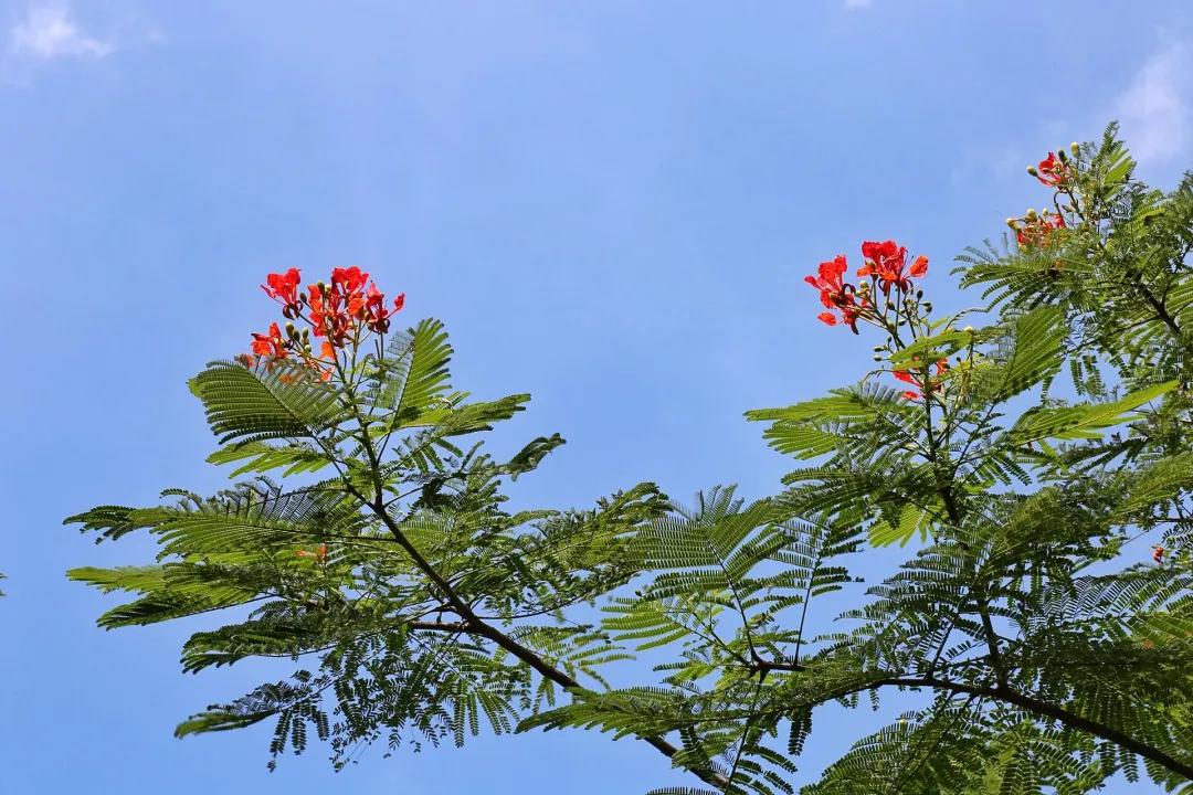 广东清远佛冈旅游攻略,广东清远佛冈森波拉旅游