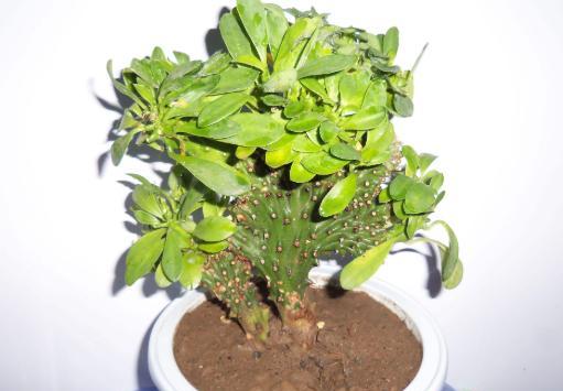 麒麟掌烂根子怎么处理才能活,麒麟掌发生烂根怎么处理