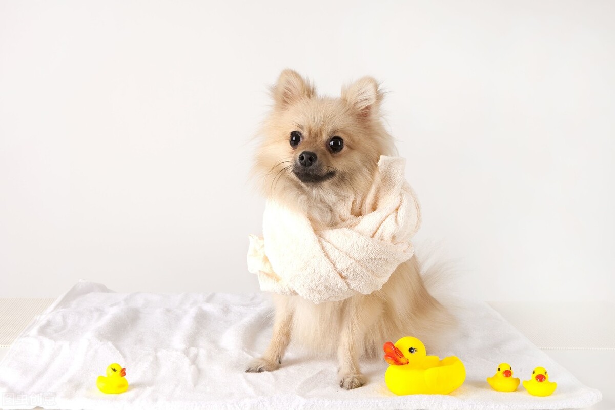 如何选择正确的宠物托运 (宠物托运流程宠物出行必备知识)