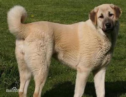 性格温顺的大型犬品种,宠物狗大型犬都有哪些品种