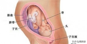 新生命如何诞生,新生命从哪开始的