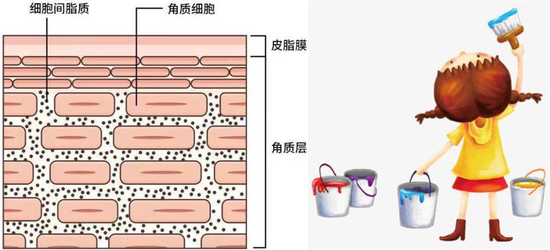 各种化妆品的讲解和作用,化妆品的解读