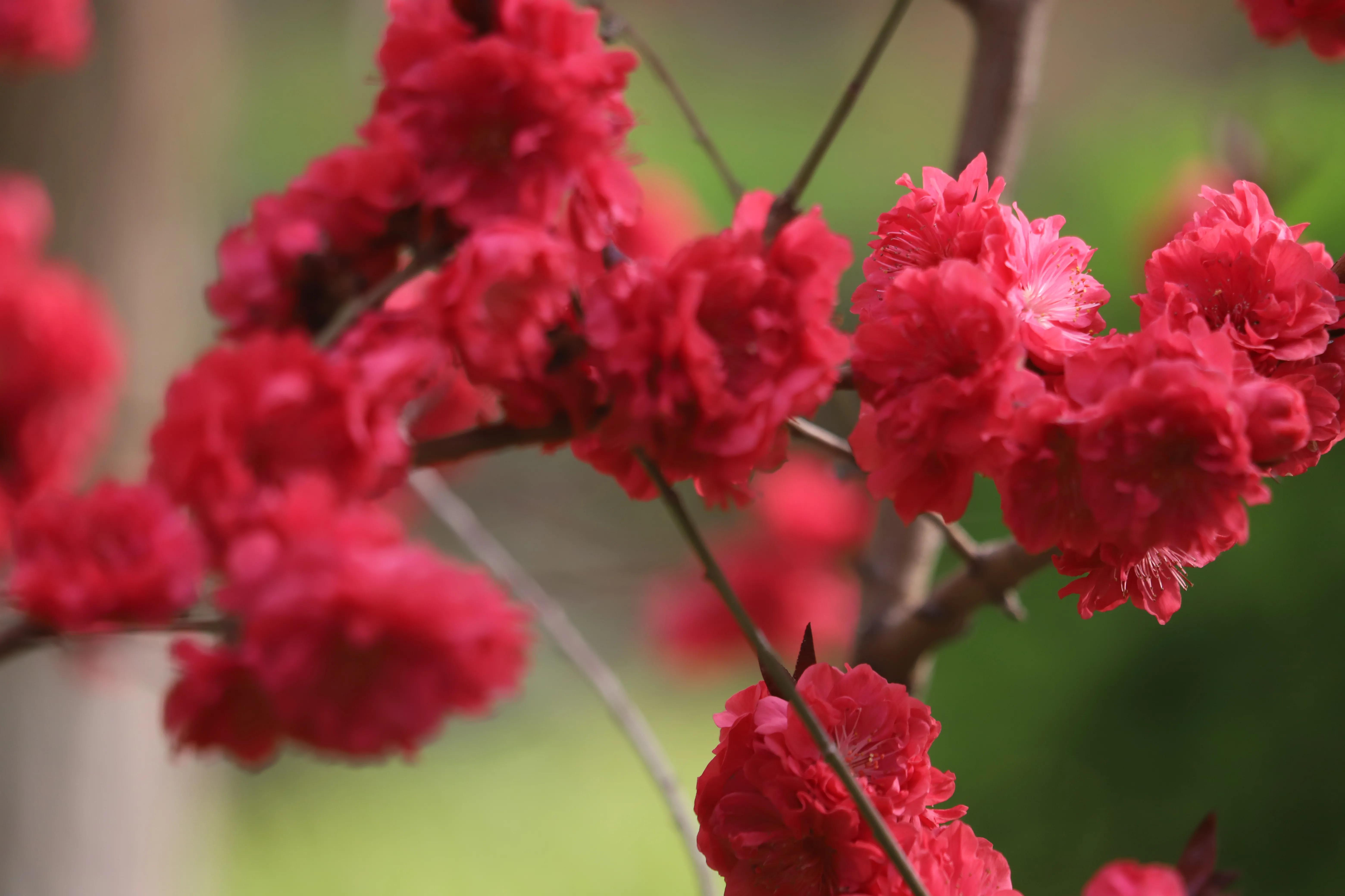 骏景花园116平米,骏景花园小区效果图