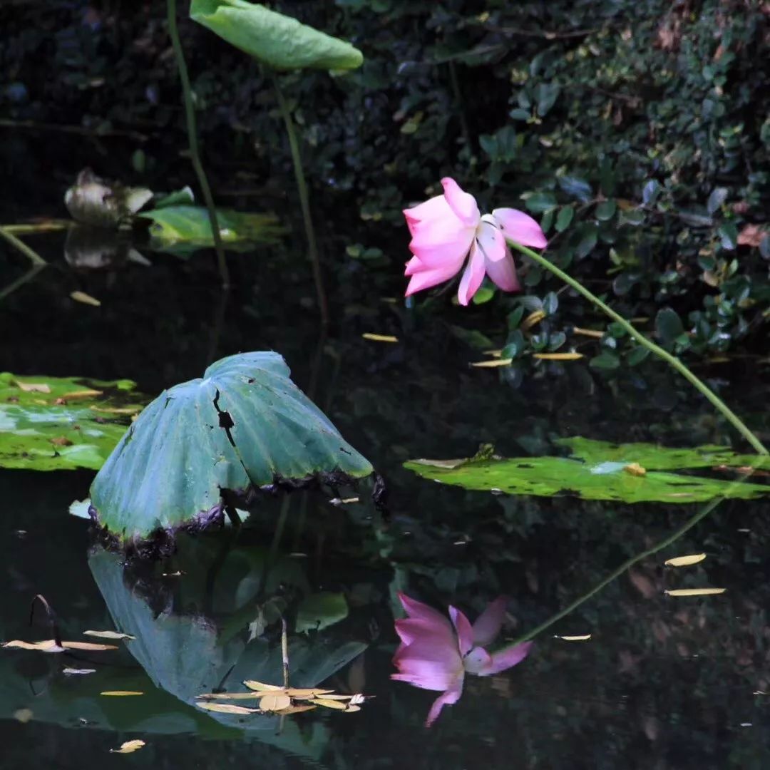 秋分的优美诗词发朋友圈,秋分优美诗词秋分祝福语