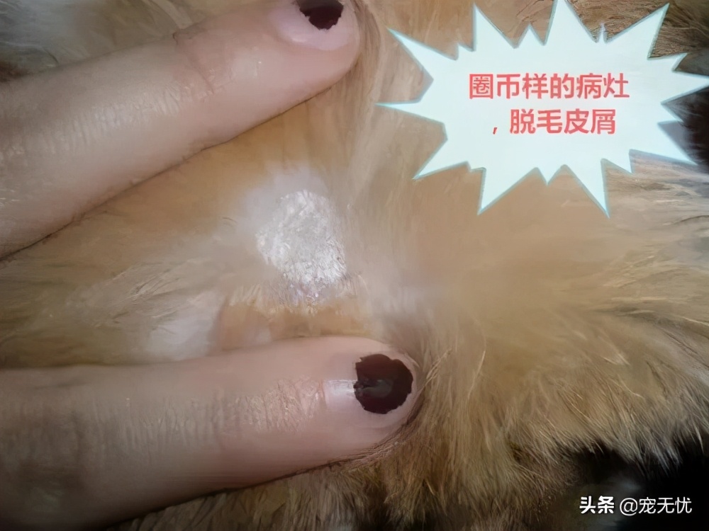 猫咪感染猫癣？不要急，这篇文章全部给你解决