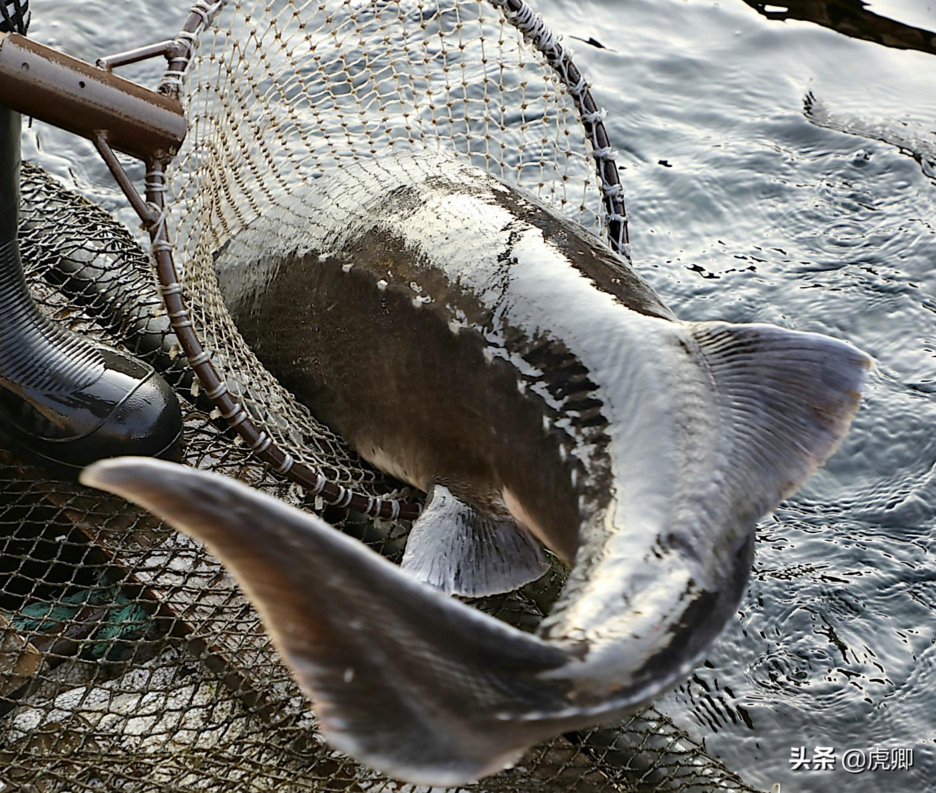 鲟鳇鱼国家保护动物吗,鲟鳇鱼国家保护