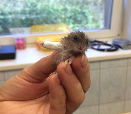 可伶仓鼠不慎骨折,不想事后诸葛亮,这四个预防措施很管用!