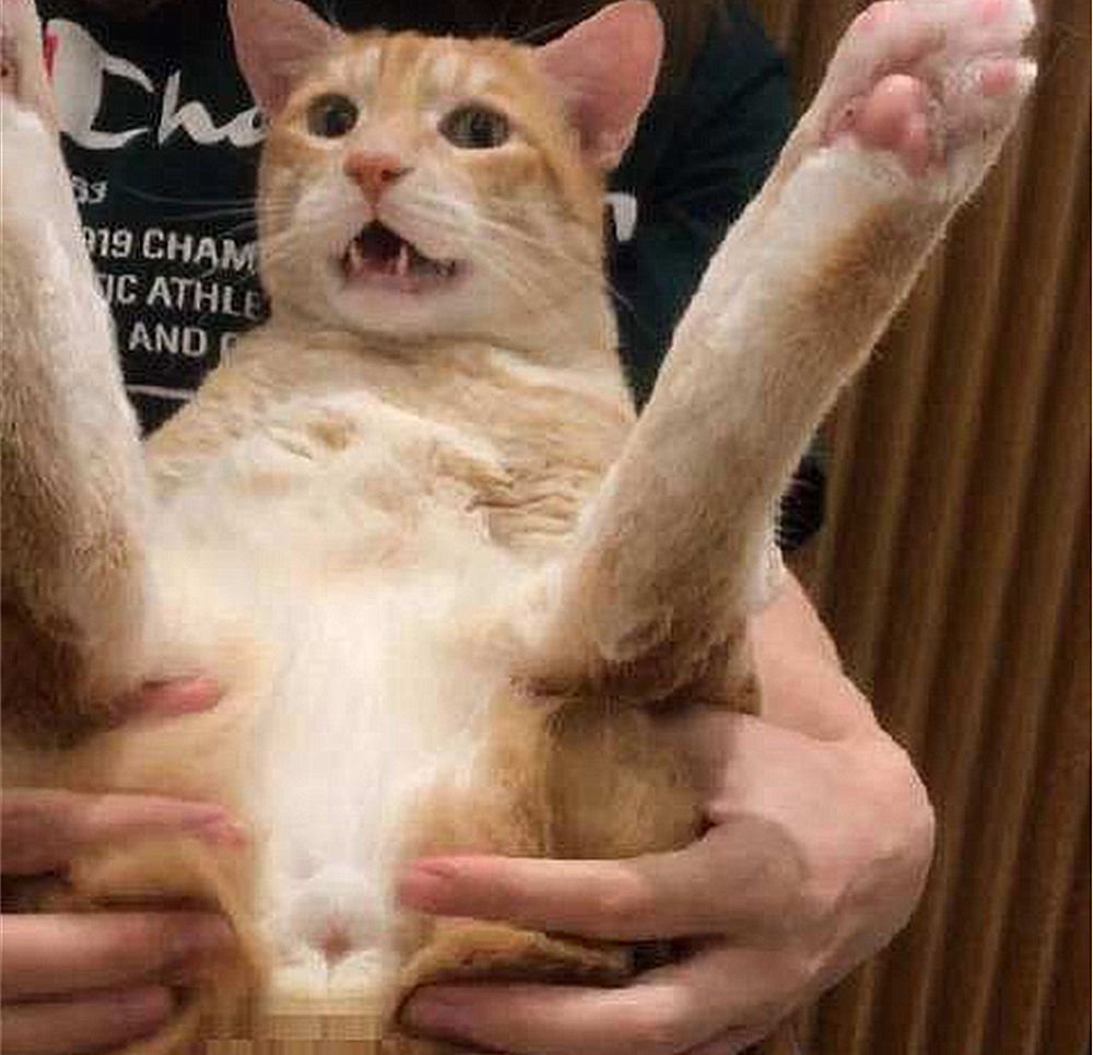 猫咪的肛门腺不一定要挤，但前提是主人做好定期检查