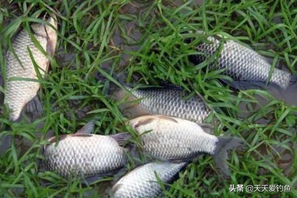 串钩钓鱼技巧和方法,秋季夜钓使用串钩好还是爆炸钩好