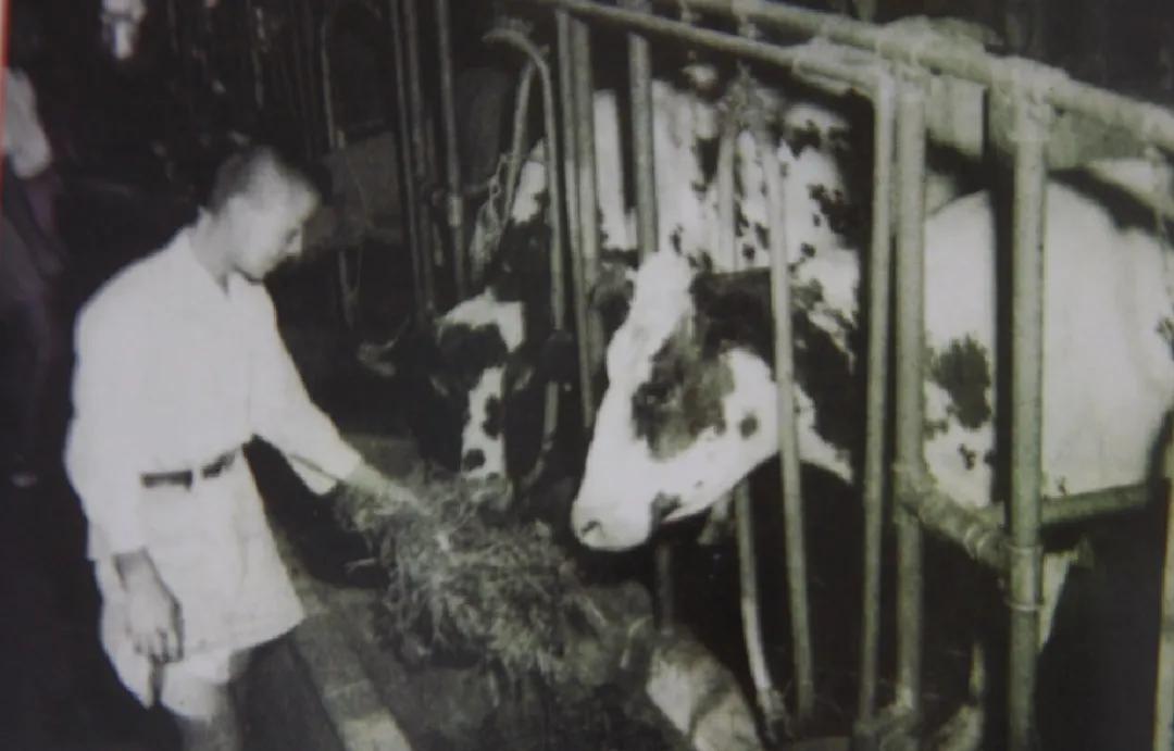 浓浓奶香,中华老字号卫岗