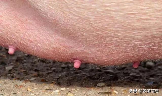妊娠母猪分几个阶段,判断母猪怀孕最简单的方法