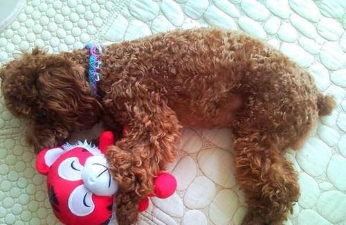 泰迪犬换狗粮能引起拉稀吗,泰迪犬拉稀怎么治疗