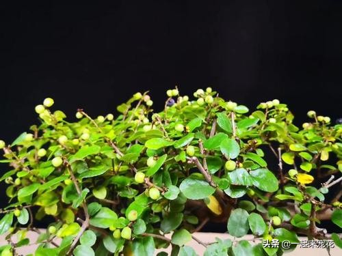 养花老是浇死怎么办,养花老是掉绿叶子怎么办