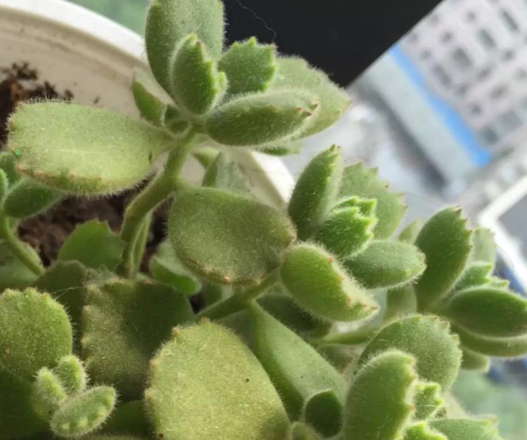 多肉熊童子叶片掉了怎么办,熊童子多肉快速版全部开花过程