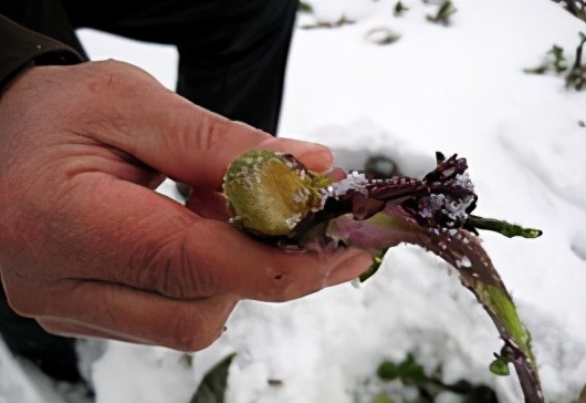 小芈要回农村之城里的菜好贵