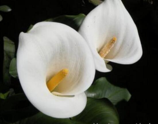 马蹄莲为什么第二年就不开花了,马蹄莲什么原因不开花