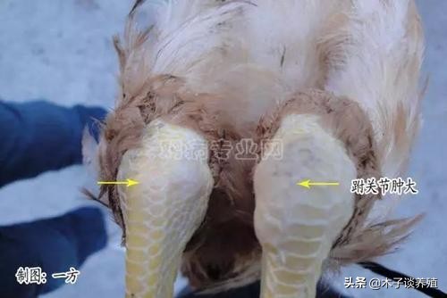 蛋鸡支原体和滑液囊支原体,滑液囊支原体在鸡什么部位注射