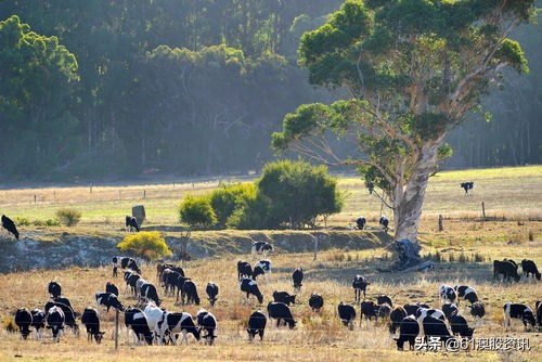 澳大利亚乳制品,澳大利亚乳制品市场涨价