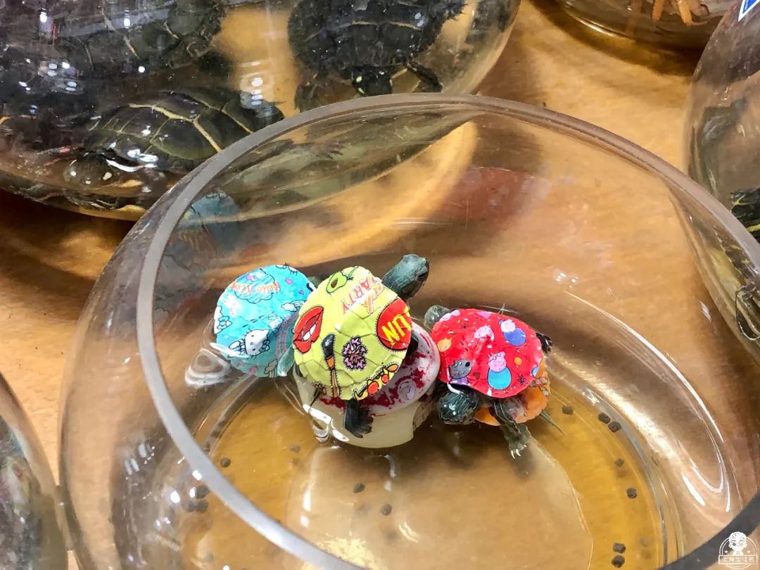 涓婃捣榛勬郸鍖轰竾鍟嗚姳楦熷競鍦鸿繕鍦ㄥ悧,涓婃捣涓囧晢鑺遍笩甯傚満鏂板潃鍦ㄤ粈涔堣矾