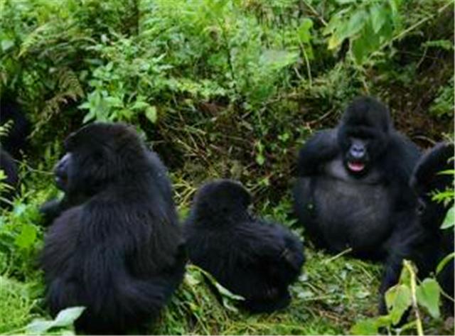 卢旺达：看不到任何脏乱差的非洲国家