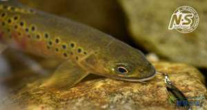 游钓篇｜渔在熊猫故里