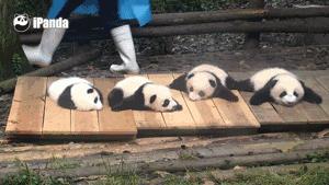 国内可以看熊猫吗,看熊猫要到哪里看