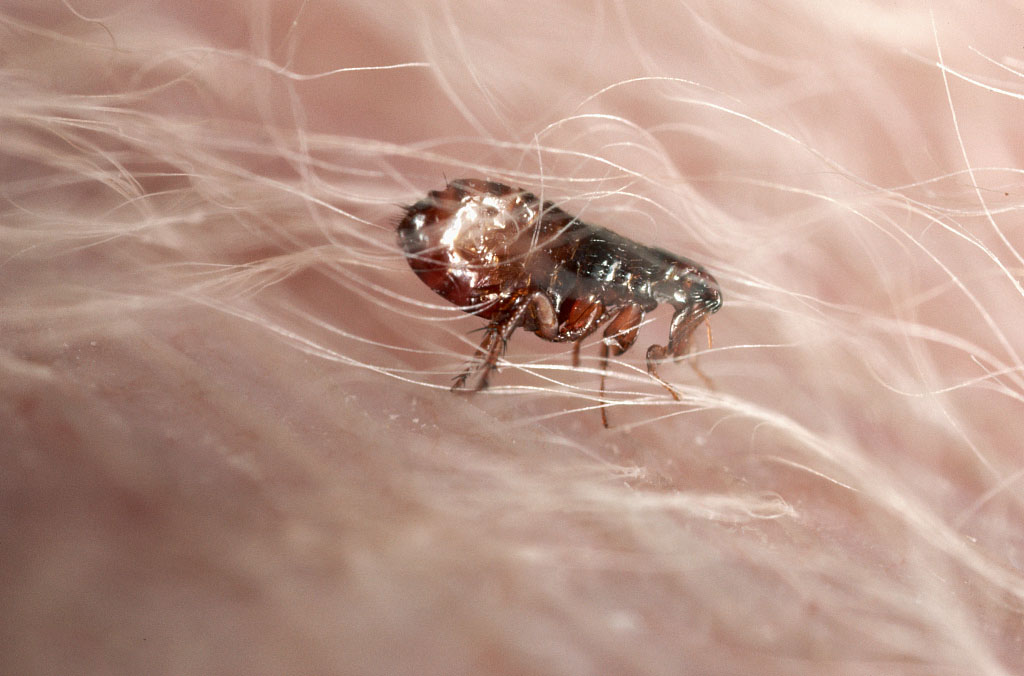 如何消灭跳蚤最有效,如何消灭跳蚤拒绝跳蚤远离跳蚤