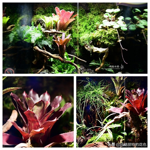 雨林缸可以养的蜥蜴,鱼缸改造封闭式雨林缸养蜥蜴