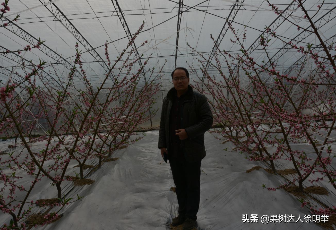 油桃黑点是什么,油桃外面黑点不长个