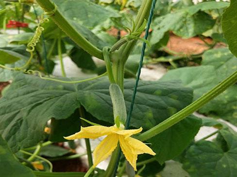 影响黄瓜生长的因素,黄瓜长势弱是什么原因引起的