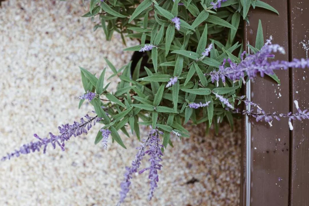 上海老旧学区房设计,上海带学区的老房子