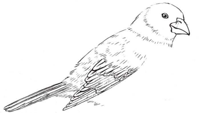 工笔画蜡嘴鸟的染色步骤,工笔画入门教程步骤图勾线