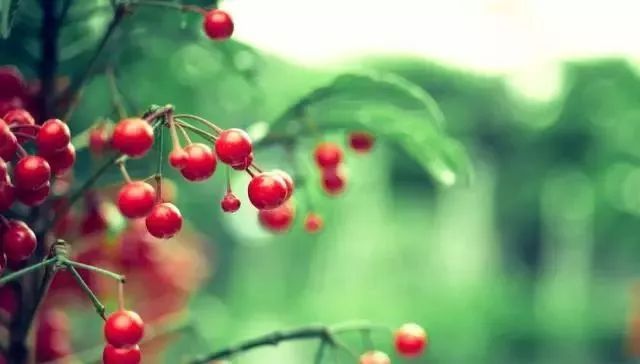 西安周边现在哪的樱桃成熟,西安摘樱桃好去处有哪些