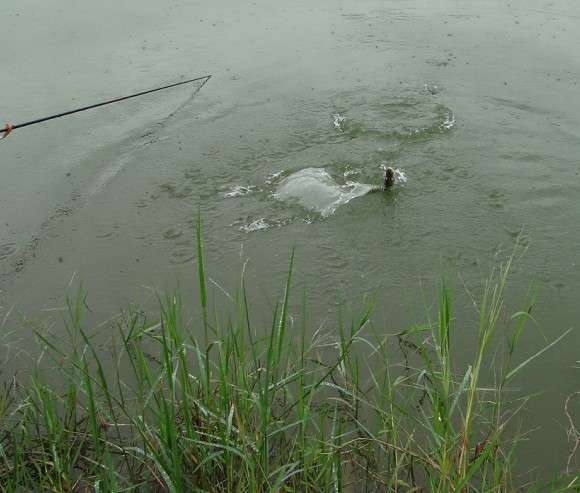 广东钓土鲮鱼用多大的子线和钩子,南宁用什么饵料钓土鲮