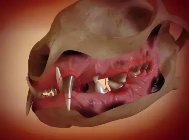在办公室养猫是什么体验,不用牙膏只用牙刷给猫咪刷牙
