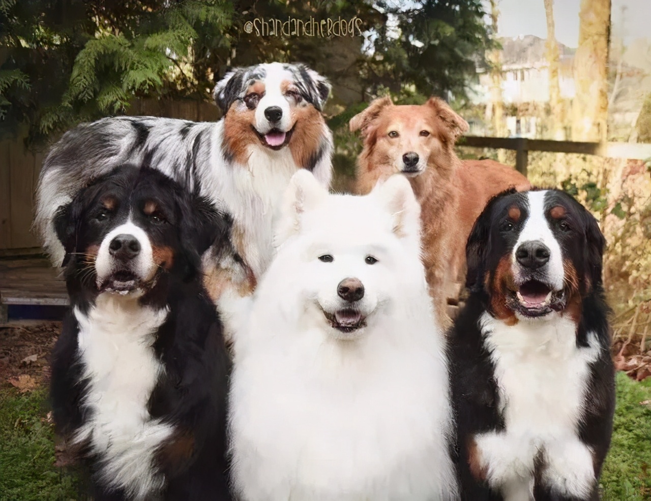 三个人逗一只狗,一只狗开心的日常