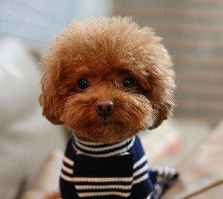 小体泰迪发情期是来大姨妈期间吗,泰迪发情期不出血了是不是结束了