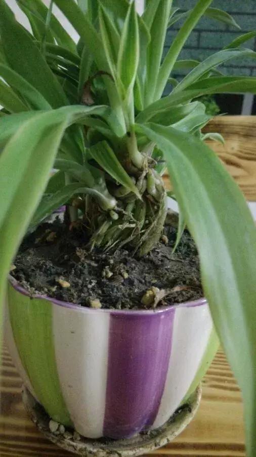 吊兰怎么养护会出枝条,吊兰长出很长的枝来怎么养护