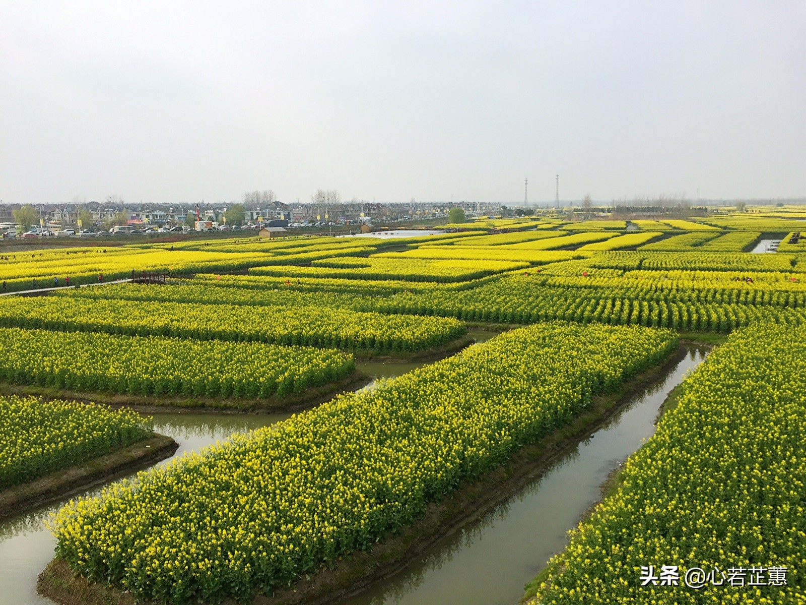 油菜花一片片的像什么,梯田油菜花和平原油菜花