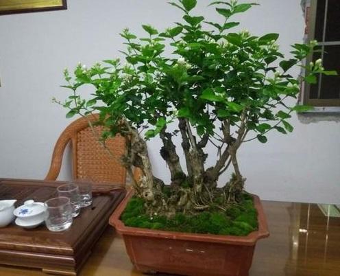 茉莉花养老桩好不好,新买的茉莉花怎么养成老桩