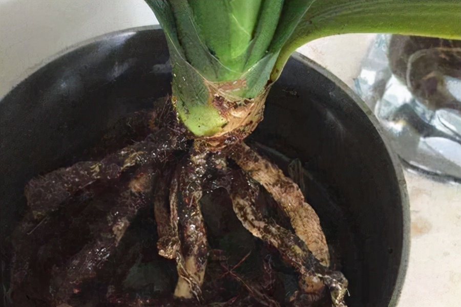 浇水过多死的植物,最容易浇死的6种花