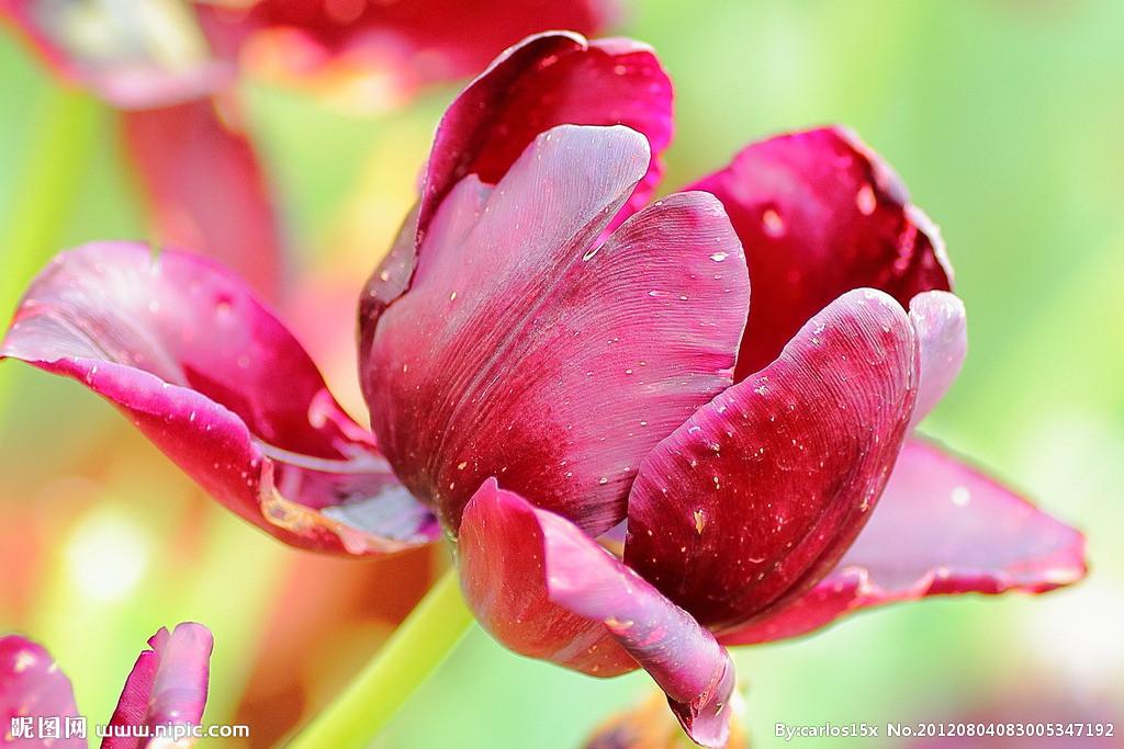 用郁金香表白语录,关于郁金香表白的浪漫句子