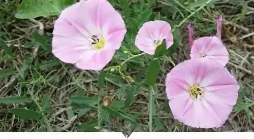 植物小时候和长大的名字不一样,小时候一种类似于甘蔗的植物