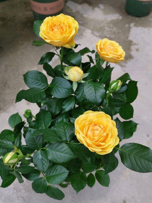 玫瑰花蔫了最快补救的方法,玫瑰花叶子下垂发蔫怎么回事