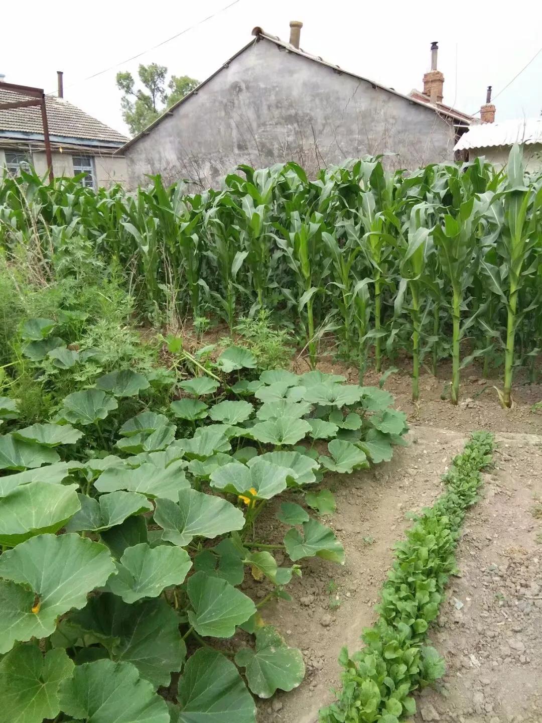 养了几只小鸡长大了怎么办,养了半个月的小鸡还为啥会死